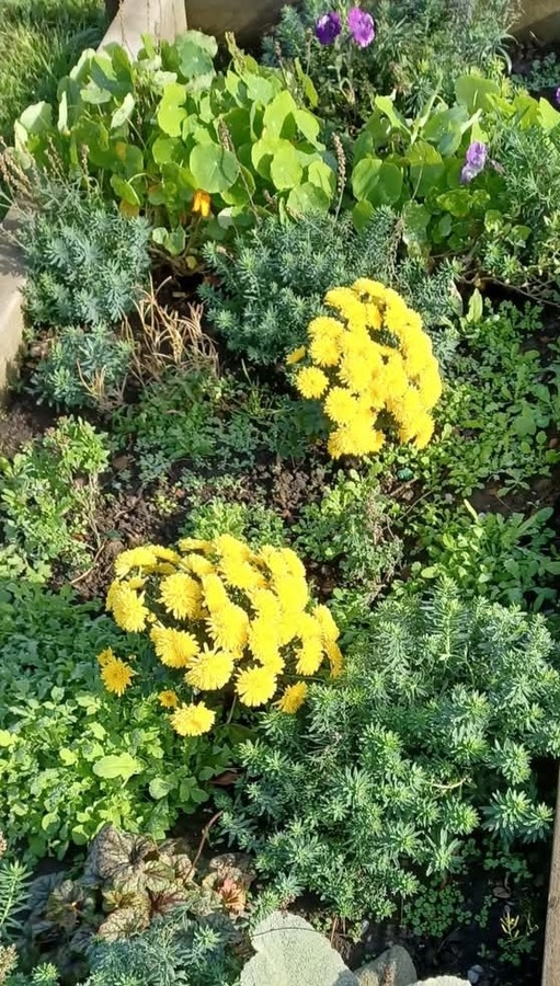 Yellow pot-mums
